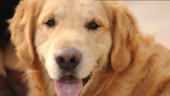 【犬瘟热传染人吗】犬瘟热的治疗方法及防治方法 | 宠物狗病虫害防治