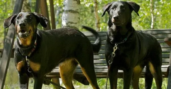 法国狼犬呕吐怎么办 法国狼犬呕吐不吃东西解决办法 | 宠物病虫害防治