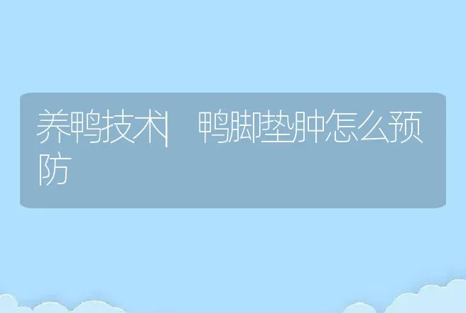 养鸭技术|鸭脚垫肿怎么预防 | 家禽养殖