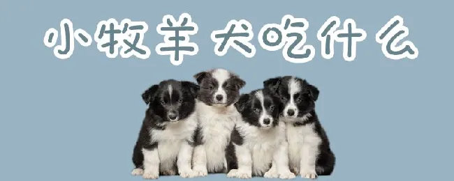 小牧羊犬吃什么 | 宠物病虫害防治