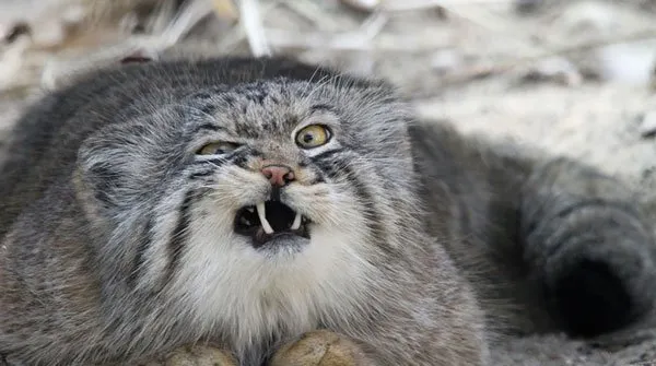 表情丰富搞怪的猫猫 | 宠物猫图片