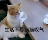 猫咪为啥爱吃鱼?其实我们都误会了... | 宠物猫饲养