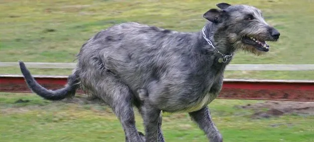 爱尔兰猎狼犬多少钱_智商排名_寿命 | 宠物狗饲养