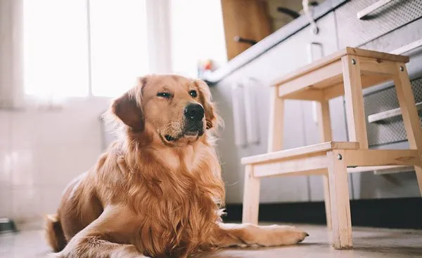 金毛犬和小朋友作案现场 | 宠物狗图片