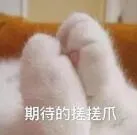 猫咪为啥爱吃鱼?其实我们都误会了... | 宠物猫饲养