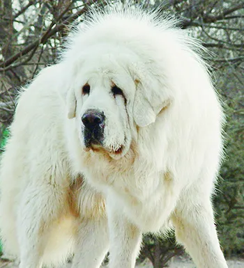 西藏獒犬/蕃獒/松藩狗/苍猊犬/雪山狮子