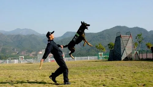 训犬师这个职业怎么样，当训犬师有前途吗? | 宠物行业洞察