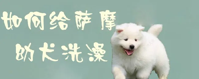 如何给萨摩幼犬洗澡 | 宠物病虫害防治