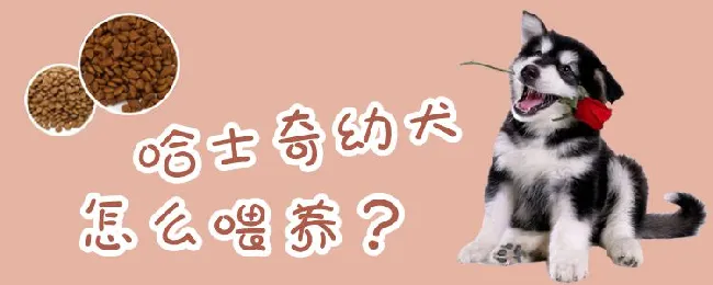 哈士奇幼犬怎么喂养 | 宠物病虫害防治