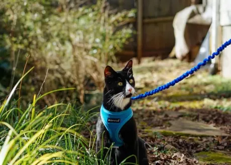 猫咪可以遛吗？选对装备，猫咪照样可以遛！ | 宠物猫饲养