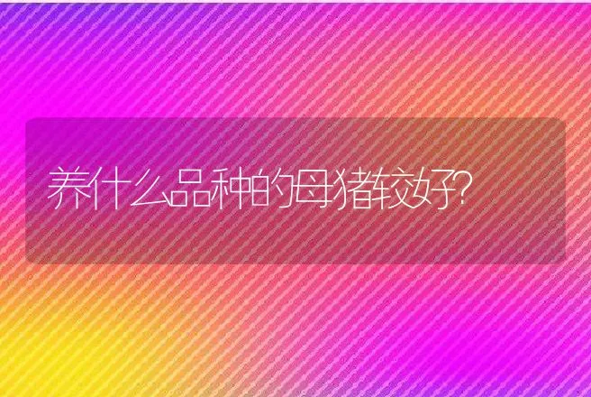 养什么品种的母猪较好？ | 动物养殖