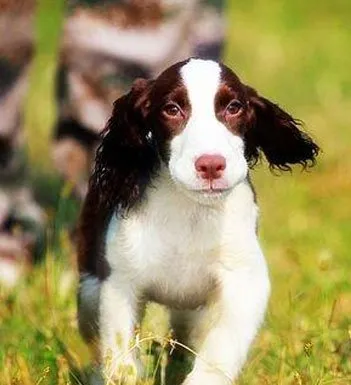 英国史宾格犬|史宾格