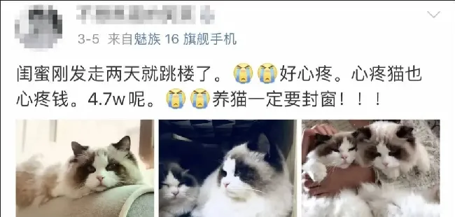 5万块买的布偶没几天就跳楼！养猫必须做好这4件事 | 宠物训练技巧