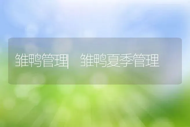 雏鸭管理|雏鸭夏季管理 | 家禽养殖