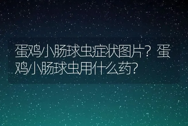 蛋鸡小肠球虫症状图片？蛋鸡小肠球虫用什么药？ | 兽医知识大全