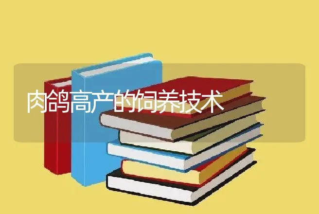 肉鸽高产的饲养技术 | 动物养殖