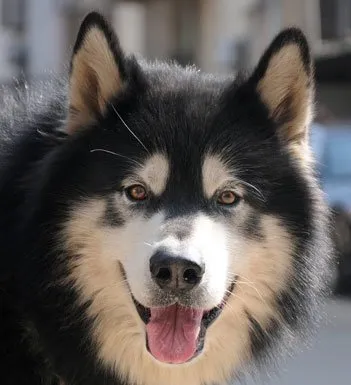 阿拉斯加雪橇犬