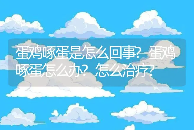 蛋鸡啄蛋是怎么回事?蛋鸡啄蛋怎么办?怎么治疗? | 兽医知识大全