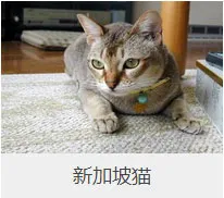 盘点67种猫猫品种大全，太详细了！ | 宠物猫选购技巧