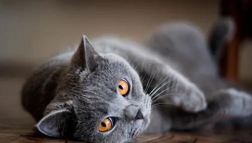 猫咪一天的饮水量是多少 | 宠物喂养知识