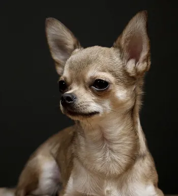 吉娃娃|茶杯犬|芝娃娃|奇娃娃