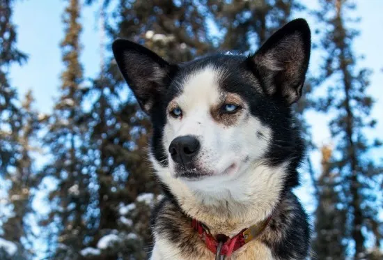 【雪橇犬训练】雪橇犬是怎样炼成的 | 宠物狗训练技巧