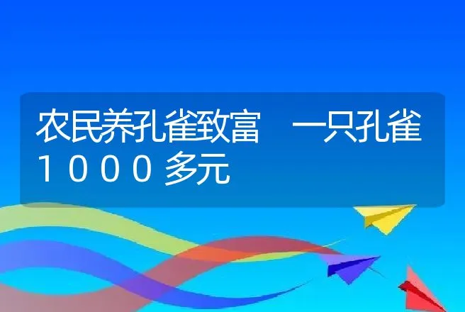 农民养孔雀致富 一只孔雀1000多元 | 养殖致富