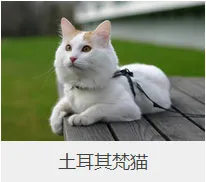 盘点67种猫猫品种大全，太详细了！ | 宠物猫选购技巧