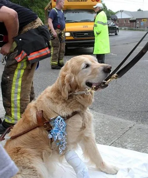 导盲犬拉布拉多车祸瞬间舍身救主 | 宠物新闻资讯