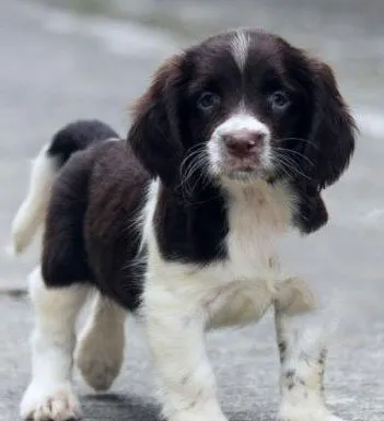 英国史宾格犬|史宾格