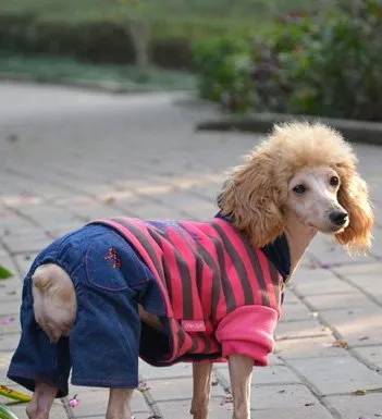 贵宾犬/贵妇犬/泰迪犬