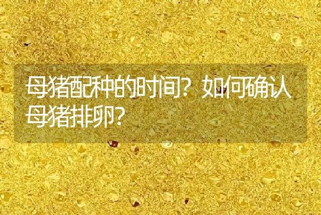 母猪配种的时间？如何确认母猪排卵？ | 家畜养殖