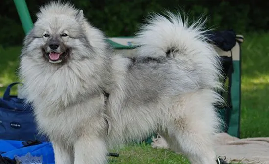 荷兰毛狮犬耳朵怎么清洁 荷兰毛狮犬耳朵清洁教程 | 宠物病虫害防治