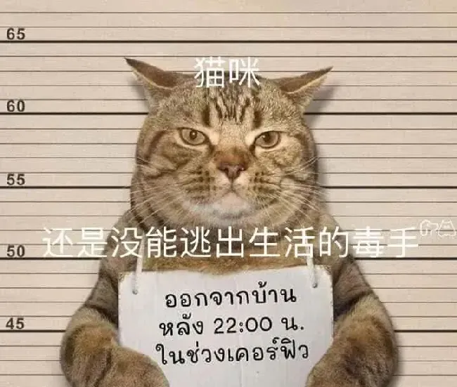 猫咪深夜外出被捕后拍照成网红！这么做，竟能让猫多活10年 | 宠物训练技巧