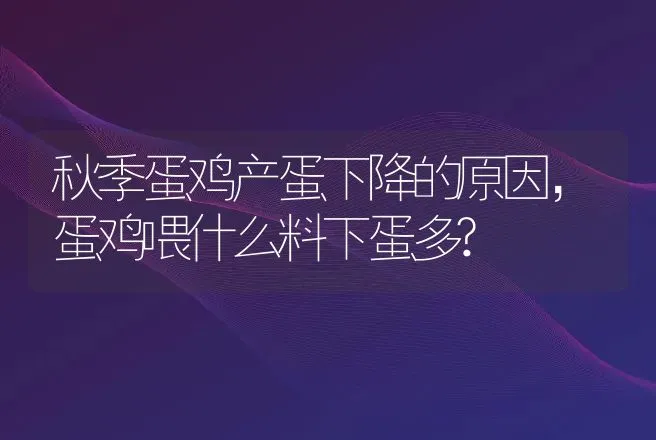 秋季蛋鸡产蛋下降的原因，蛋鸡喂什么料下蛋多? | 家禽养殖