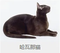 盘点67种猫猫品种大全，太详细了！ | 宠物猫选购技巧