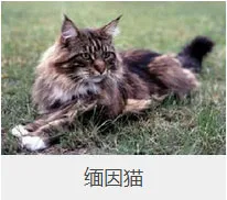 盘点67种猫猫品种大全，太详细了！ | 宠物猫选购技巧