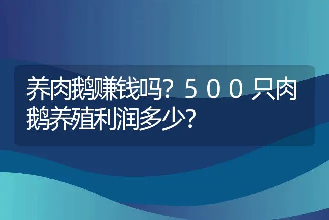 养肉鹅赚钱吗？500只肉鹅养殖利润多少？ | 养殖致富