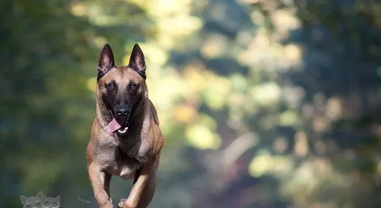 马里努阿犬感冒怎么办 马里努阿犬感冒护理方法 | 宠物病虫害防治