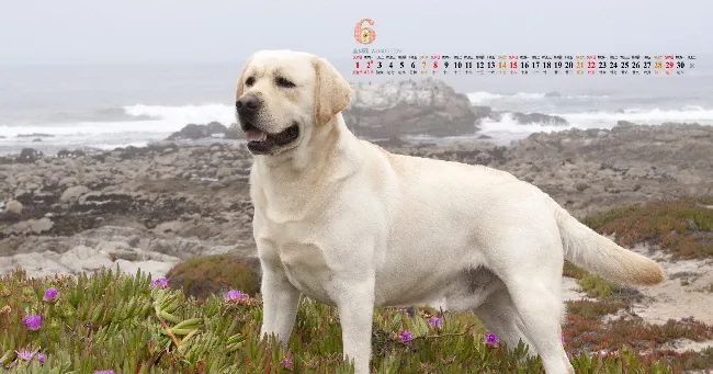 怎么样挑选一只好的拉布拉多寻回犬 | 宠物狗选购技巧