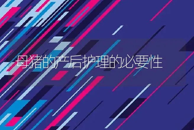 母猪的产后护理的必要性 | 兽医知识大全