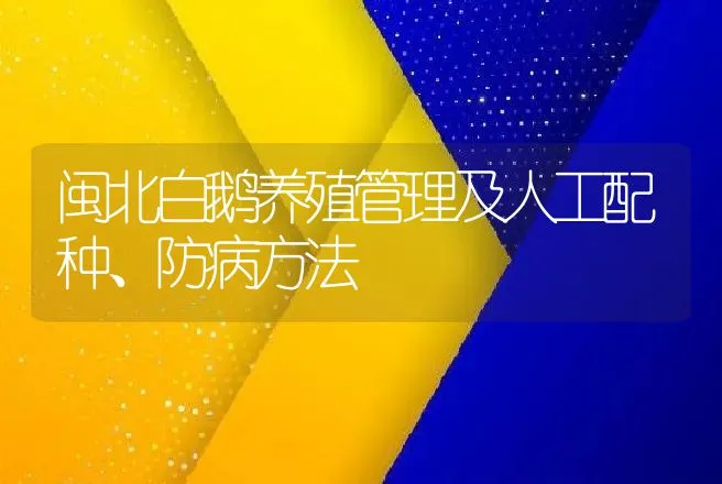 闽北白鹅养殖管理及人工配种、防病方法 | 家禽养殖