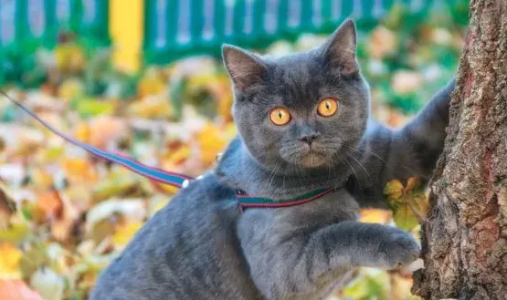 猫咪可以遛吗？选对装备，猫咪照样可以遛！ | 宠物猫饲养