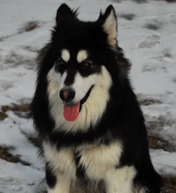 阿拉斯加雪橇犬