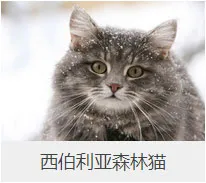 盘点67种猫猫品种大全，太详细了！ | 宠物猫选购技巧