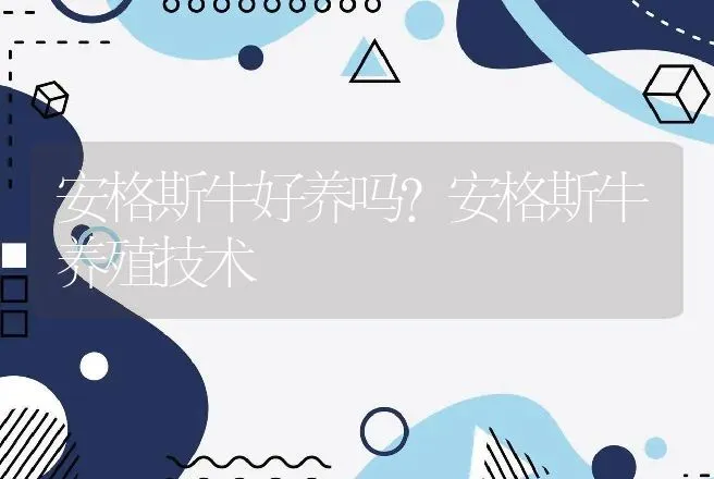 安格斯牛好养吗？安格斯牛养殖技术 | 家畜养殖