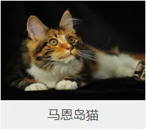 盘点67种猫猫品种大全，太详细了！ | 宠物猫选购技巧