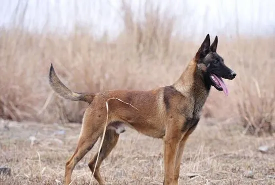 最凶猛的顶级护卫犬品种图片 | 宠物新闻资讯