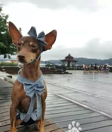 这是我见过最时尚的迷你杜宾犬 | 宠物狗图片