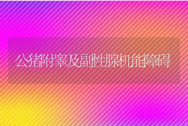 公猪附睾及副性腺机能障碍 | 动物养殖